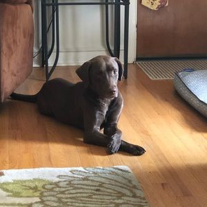 Meet your Posher, Dana